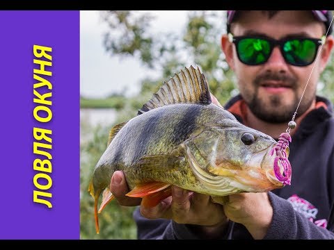 Видео: Ловля окуня на спиннинг. Съемки для ТВ. Любимое озеро Андрея Ведуты