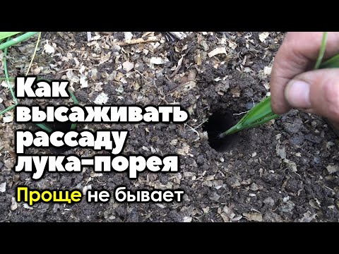 Видео: #3 Как высаживать рассаду лука-порея в грунт | Лук-порей. Выращивание от и до.