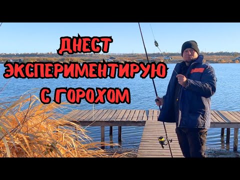 Видео: Днестр экспериментирую с ГОРОХОМ.#fishing #рыбалка #днестр