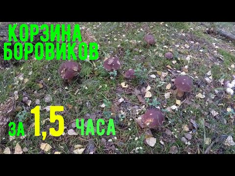 Видео: Корзина боровиков за полтора часа