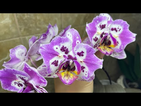 Видео: Подростки 1,7. Как готовила к долгому отпуску. Полив + бонус ;) первое цветение 🦋🦋🦋