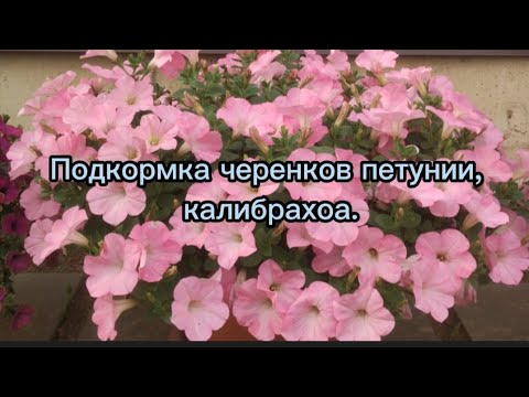 Видео: Подкормка черенков петунии,калибрахоа.