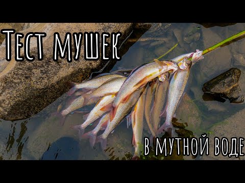 Видео: ПОЙМАЛ МНОГО ХАРИУСА. ПРОВЕРКА МУШЕК В МУТНОЙ ВОДЕ. ДЕЛАЕМ СНАСТЬ НА ХАРИУСА В ДИКИХ УСЛОВИЯХ.