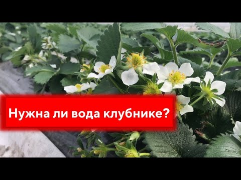 Видео: Обзор клубники | первогодка | маточники