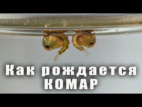 Видео: Рождение комара в домашних условиях. Макро. The birth of a mosquito.