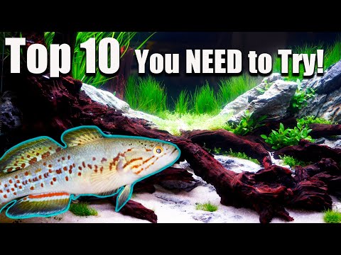 Видео: 10 лучших рыб, которые каждый должен попробовать хотя бы раз!