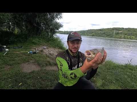 Видео: Рыбалка в Германии. Лещ и бонус | Рыбалка на реке | Фидер |Донки  #рыбалка #фидер #лещ
