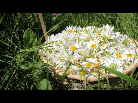 Видео: Сбор ромашки лекарственной. Жизнь в Слободе