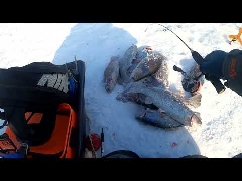 Видео: Ловля форели в мороз, такое бывает только в Юсупово