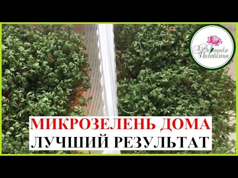 Видео: МИКРОЗЕЛЕНЬ. КАК ВЫРАСТИТЬ ДОМА