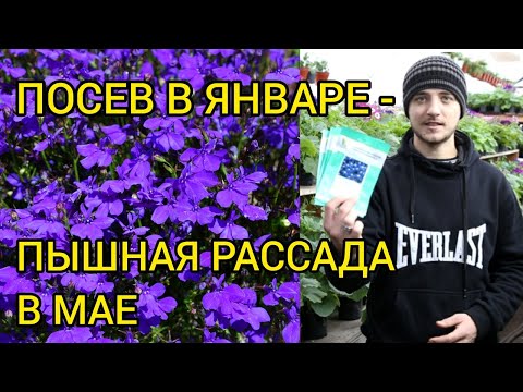 Видео: ЛОБЕЛИЯ - Выращивание, уход.