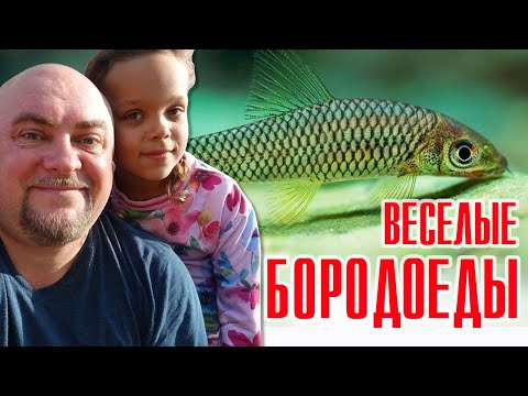Видео: Весёлые аквариумные рыбки #Бородоеды!