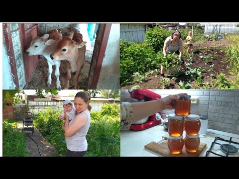 Видео: МНОГОДЕТНАЯ МАМА В ДЕРЕВНЕ!🙈🤱🐄🐖🌾🌱🥞