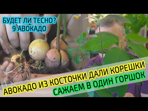 Видео: Авокадо из косточки. Сажаем много Авокадо уже с корнями в один горшок. Тесно? Что получится?