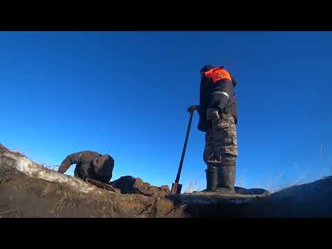 Видео: Охота на барсука с норными собаками таксами Герда и Майло 2024. Трудовой барсук.
