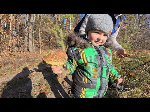Видео: Збір Грибів у Листопаді.  Взяли Маленького Грибника