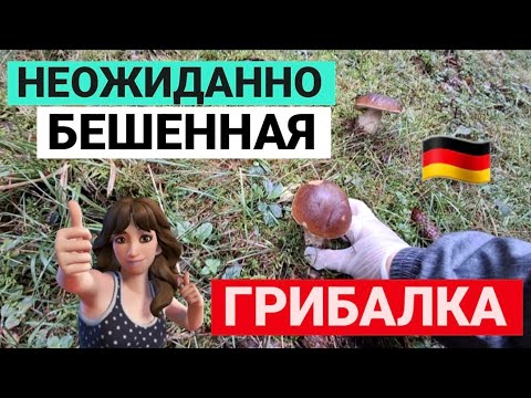 Видео: 😍 ГРИБЫ ТАК И ПРУТ 😍 БЕШЕННАЯ ГРИБАЛКА😍 #pilz #обзор #nature #грибы #тихаяохота #грибалка #trending 