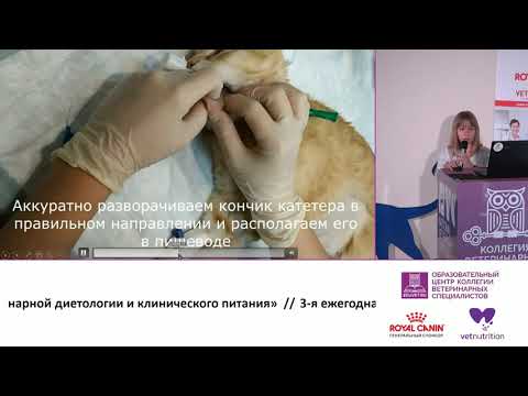 Видео: Кормление с помощью эзофагостомической трубки. Екатерина Степанова