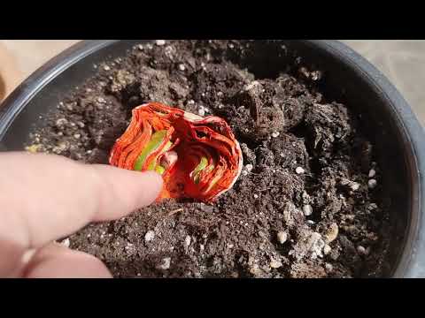 Видео: прогресс гнилой луковицы