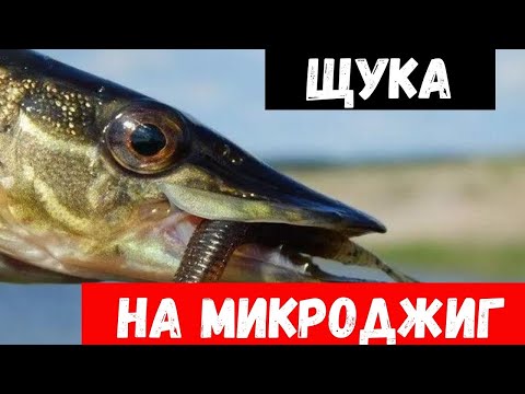Видео: Щука разрывает силикон! Ловля щуки на ультралайт осенью!