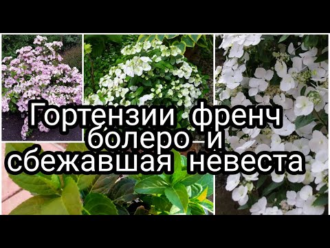 Видео: ЧЕРЕНКИ ГОРТЕНЗИЙ ФРЕНЧ БОЛЕРО И СБЕЖАВШАЯ НЕВЕСТА ПЕРЕВАЛКА В БОЛЬШИЙ ОБЪЕМ.