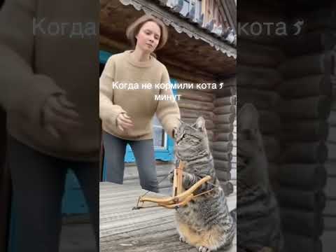 Видео: #коты #юмор #смех #милота