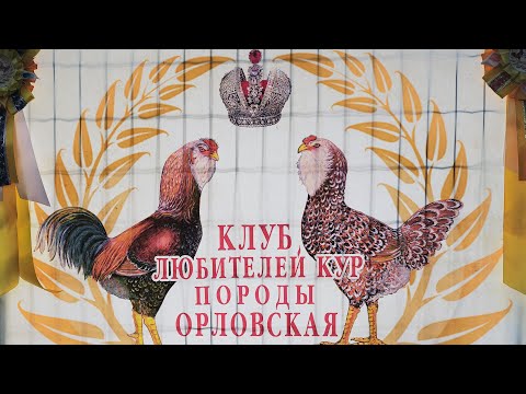 Видео: Клуб любителей кур породы "Орловская" Москва 2022