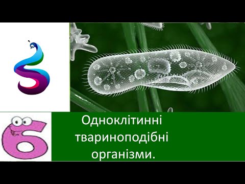 Видео: Одноклітинні твариноподібні організми.