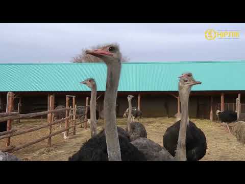 Видео: АЛҒАШ РЕТ ТҮЙЕҚҰС ӨСІРУ ҚОЛҒА АЛЫНДЫ
