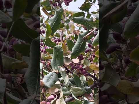 Видео: Эрон писта 7-йиллк кўчат  меваси ☎️ +998911230550