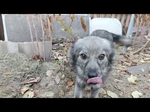 Видео: Реанимация заброшенного дерева,третий этап-штукатурка.29.10.25.Сев Каз.
