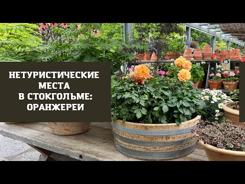 Видео: НЕТУРИСТИЧЕСКИЙ СТОКГОЛЬМ: ОРАНЖЕРЕИ