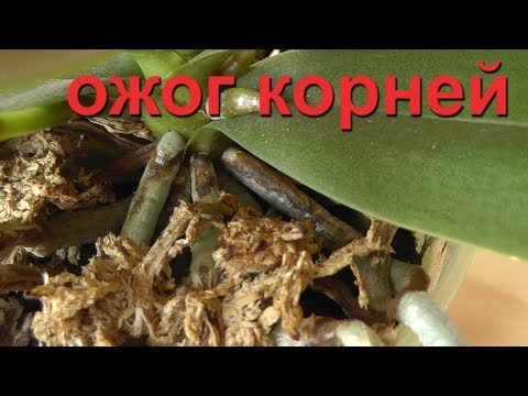 Видео: сохнут корни Ожог корней. Ржавый налет на корнях у орхидеи. Причины