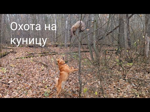 Видео: ОХОТА НА КУНИЦУ/НАТАСКА КАРЕЛО-ФИНСКОЙ ЛАЙКИ/ ВТОРОЙ ТРОФЕЙ С ОДНОГО ДУПЛА/