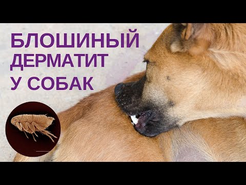 Видео: Блошиный дерматит у собак