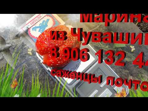 Видео: Обзор сортов клубники, дающих ранний урожай.