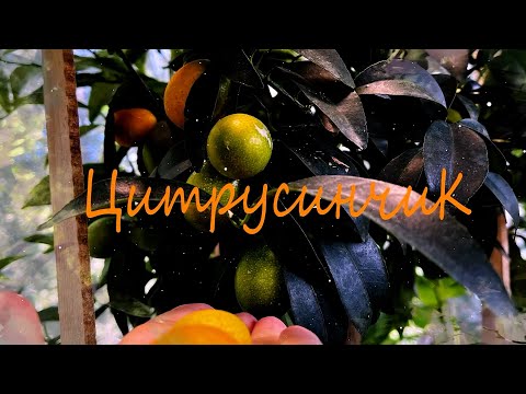 Видео: Укоренение лимона