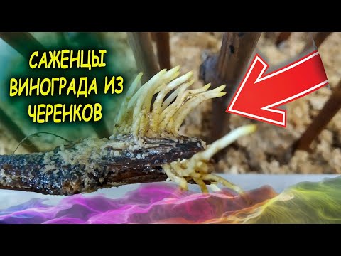 Видео: Черенки винограда проращивание весной в опилках результат. Как укоренить черенки винограда.