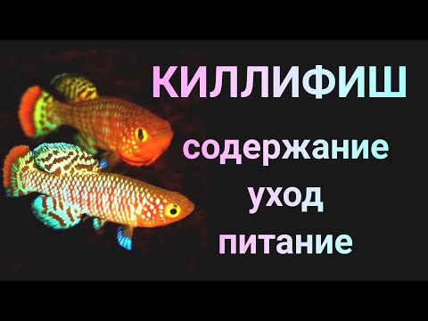 Видео: Killifish обитание в природе, уход, содержание, кормление, размножение, мальки. Нотобранхиус Рахова.