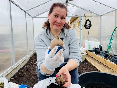 Видео: ОБРАБОТКА КАРТОФЕЛЯ ПЕРЕД ПОСАДКОЙ ДЛЯ САМОГО РАННЕГО УРОЖАЯ