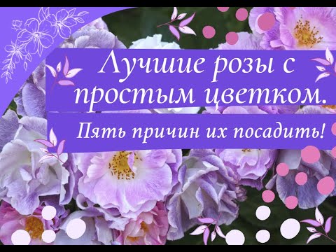 Видео: Лучшие розы с простым цветком.  Пять причин их посадить.