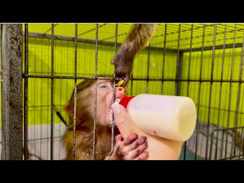 Видео: ЭТО ТАК СМЕШНО! Финик сидит сверху и пытается ОТОБРАТЬ МОЛОКО у Анфисы! 
