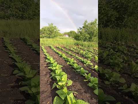 Видео: Табак 31 мая 2024