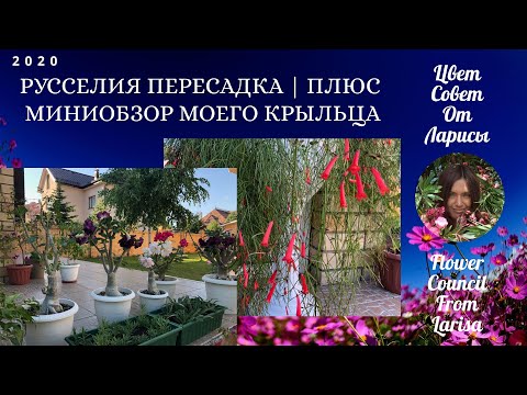 Видео: РУССЕЛИЯ ПЕРЕСАДКА | ПЛЮС ОБЗОР КОМНАТНЫХ РАСТЕНИЙ НА МОЕМ КРЫЛЬЦЕ 4К