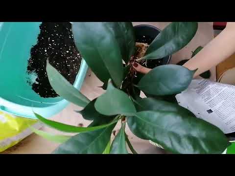 Видео: ПОСАДКА МОЛОДЫХ ЧЕРЕНКОВ. Фикус Циатистипула (Ficus ciathistipula)
