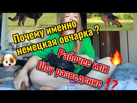 Видео: Почему именно немецкая овчарка?Рабочее или шоу разведение?