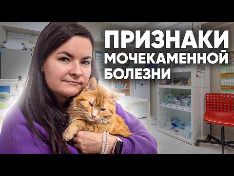 Видео: Мочекаменная болезнь у кошек: симптомы и лечение. Как правильно кормить кошку?