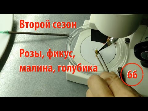 Видео: [66] Начинаем второй сезон. Фикус, малина, голубика, розы — введение в меристемную культуру тканей