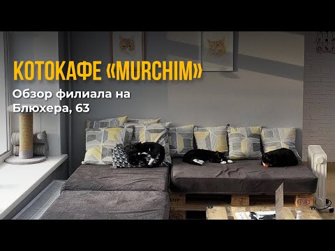 Видео: Котокафе «MURCHIM» в Новосибирске, обзор на филиал на Блюхера, 63