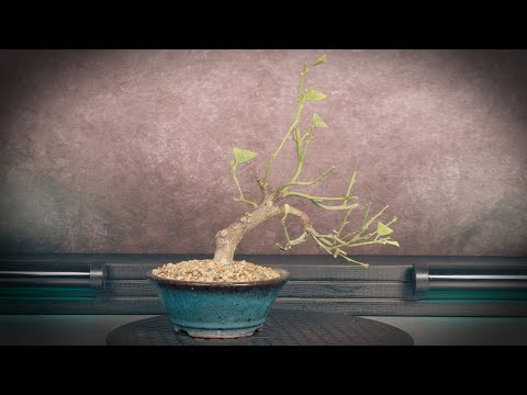 Видео: Обрезка бонсай мандарина (дерево 10 - часть 2)